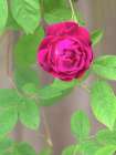 Rose Art Print